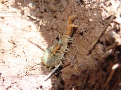 Scolopendra viridis viridis by Alina Martin. Used under a CC BY 4.0 license.