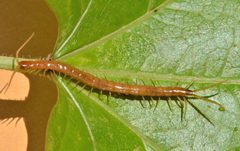 Scolopocryptops gracilis by Don Loarie. Used under a CC BY 4.0 license.