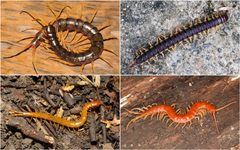 Scolopendromorpha collage 2x2 by Warut Siriwut, Gregory D. Edgecombe, Chirasak Sutcharit, Piyoros Tongkerd, Somsak Panha
Varpu Vahtera ,Gregory D. Edgecombe
Stephen James McWilliam
Christina Butler. Used under a CC BY-SA 4.0 license.