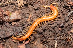 Scolopocryptops sexspinosus 269773015 by Alex Karasoulos. Used under a CC BY 4.0 license.