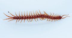 Scolopocryptops spinicaudus by Don Loarie. Used under a CC BY 4.0 license.