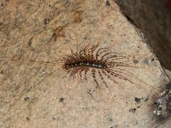 House centipede - Sri Lanka - 01 by Rehman Abubakr. Used under a CC BY-SA 4.0 license.