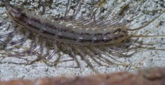 Scutigera coleoptrata P1400192a by 
xpda. Used under a CC BY-SA 4.0 license.