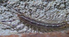 Scutigera coleoptrata P1400193a by 
xpda. Used under a CC BY-SA 4.0 license.