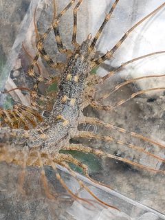 Thereuonema tuberculata 187033591 by Kosuke Onoda 小野田 幸介. Used under a CC0 license.