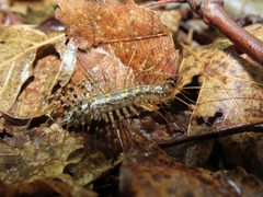 Thereuonema tuberculata 232232190 by averagewalrus. Used under a CC BY 4.0 license.