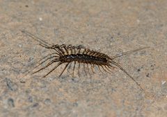 Thereuonema tuberculata 28269265 by Zinogre. Used under a CC BY-SA 4.0 license.
