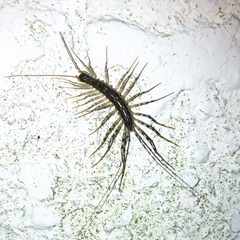 Thereuonema tuberculata on the wall by KKPCW. Used under a CC BY-SA 4.0 license.