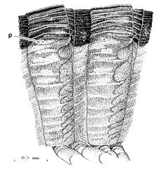 Abacion diplosegments by T. Eisner, J. J. Hurst, and J. Meinwald. Used under a CC0 license.
