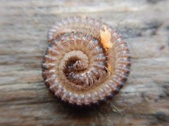 Abacion magnum 30595903 by Ryan Watson. Used under a CC BY 4.0 license.