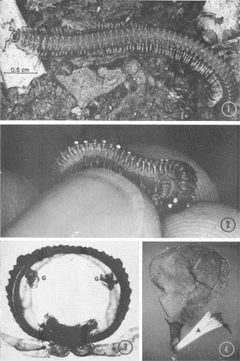 Abacion magnum defensive glands by T. Eisner, J. J. Hurst, and J. Meinwald. Used under a CC0 license.