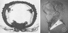 Abacion magnum defensive glands crop by T. Eisner, J. J. Hurst, and J. Meinwald. Used under a CC0 license.