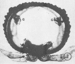 Abacion magnum defensive glands crop2 by Thomas Eisner, J. J. Hurst, and Jerrold Meinwald. Used under a CC0 license.