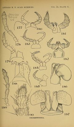 Craspedosomatidae of North America 1895 Plate X by O. F. Cook and G. N. Collins. Used under a Public domain license.