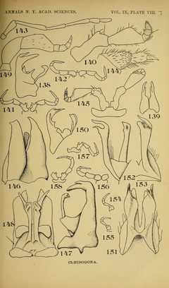 Craspedosomatidae of North America 1895 Plate VIII by O. F. Cook and G. N. Collins. Used under a Public domain license.