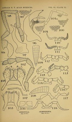 Craspedosomatidae of North America 1895 Plate VI by O. F. Cook and G. N. Collins. Used under a Public domain license.