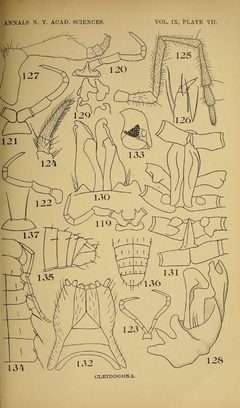 Craspedosomatidae of North America 1895 Plate VII by O. F. Cook and G. N. Collins. Used under a Public domain license.