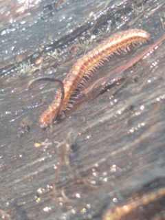 Craspedosoma rawlinsii by Feralcateater000. Used under a CC BY-SA 4.0 license.