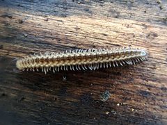 Craspedosoma rawlinsii 164698188 by Peter T. Rühr. Used under a CC BY 4.0 license.