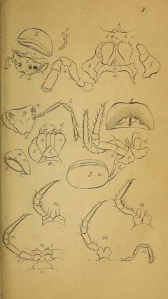 System der Myriapoden Koch Plate 01 by Carl Ludwig Koch (1778-1857). Used under a Public domain license.