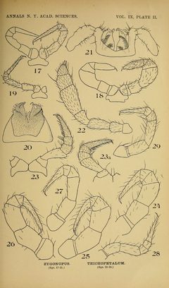 Craspedosomatidae of North America 1895 Plate II by O. F. Cook and G. N. Collins. Used under a Public domain license.