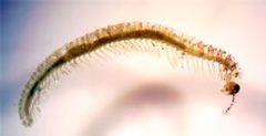 Trichopatelum lunatum by Trépas. Used under a CC BY-SA 3.0 license.