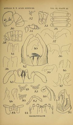 Craspedosomatidae of North America 1895 Plate III by O. F. Cook and G. N. Collins. Used under a Public domain license.
