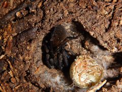 Blaniulus guttulatus 10205883 by Shaun Lee. Used under a CC BY 4.0 license.
