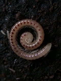 Blaniulus guttulatus 11521682 by Jeffrey Lee (he/him/his). Used under a CC0 license.
