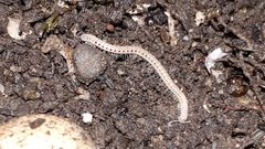 Blaniulus guttulatus 47749635 by Markus Krieger. Used under a CC BY 4.0 license.