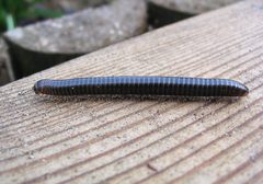 Cylindroiulus caeruleocinctus 1 by Darkone (talk · contribs). Used under a CC BY-SA 2.5 license.