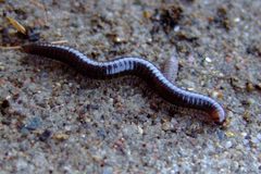 Cylindroiulus caeruleocinctus 1a by Aiwok. Used under a CC BY-SA 3.0 license.
