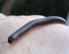 Cylindroiulus caeruleocinctus 2 by Darkone. Used under a CC BY-SA 2.5 license.