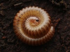 Cylindroiulus punctatus 127377671 by Alexis. Used under a CC BY 4.0 license.