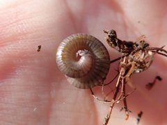 Cylindroiulus punctatus 178443831 by Victoria J. Burton. Used under a CC BY 4.0 license.