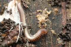 Cylindroiulus punctatus 376170521 by Alexis. Used under a CC BY 4.0 license.