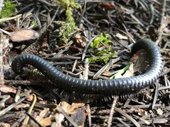 Californiulus euphanus by adambryant. Used under a CC BY 4.0 license.