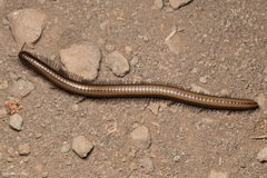 Californiulus yosemitensis by Ken-ichi Ueda. Used under a CC BY 4.0 license.
