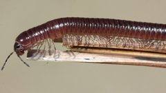 Aniulus garius by Even Dankowicz. Used under a CC BY 4.0 license.