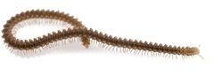 Andrognathus corticarius A by Patricia L. Shorter, Derek A. Hennen, Paul E. Marek. Used under a CC BY 4.0 license.