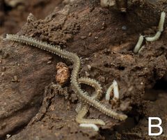 Andrognathus corticarius B by Patricia L. Shorter, Derek A. Hennen, Paul E. Marek. Used under a CC BY 4.0 license.