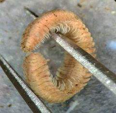 Brachycybe petasata 370427233 by Lance Andrew. Used under a CC BY 4.0 license.