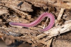 Gosodesmus claremontus 201802849 by Michael Eisen. Used under a CC BY 4.0 license.