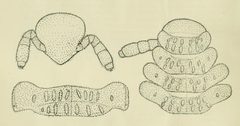 Gosodesmus claremontus sp nov by Ralph V. Chamberlin. Used under a Public domain license.