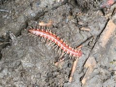 Nearctodesmus salix by iNaturalist user: djurnove. Used under a CC0 license.