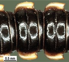 Orthomorpha coarctata midbody segments by Natdanai Likhitrakarn, Sergei I. Golovatch, Somsak Panha. Used under a CC BY 3.0 license.