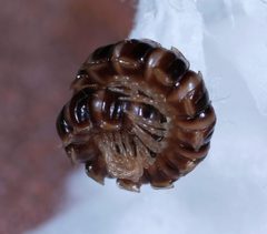Oxidus gracilis enrolled by Joseph Berger, Bugwood.org. Used under a CC BY 3.0 license.
