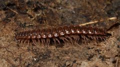 Pseudopolydesmus serratus - Algonquin Provincial Park 2019-09-20 by Ryan Hodnett. Used under a CC BY-SA 4.0 license.