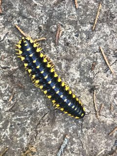 Apheloria montana - inat 80996245 by {{{name}}}. Used under a CC BY 4.0 license.