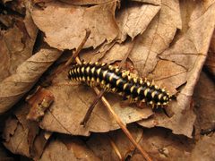 Xystodesmidae sp by Beatriz Moisset. Used under a CC BY-SA 4.0 license.